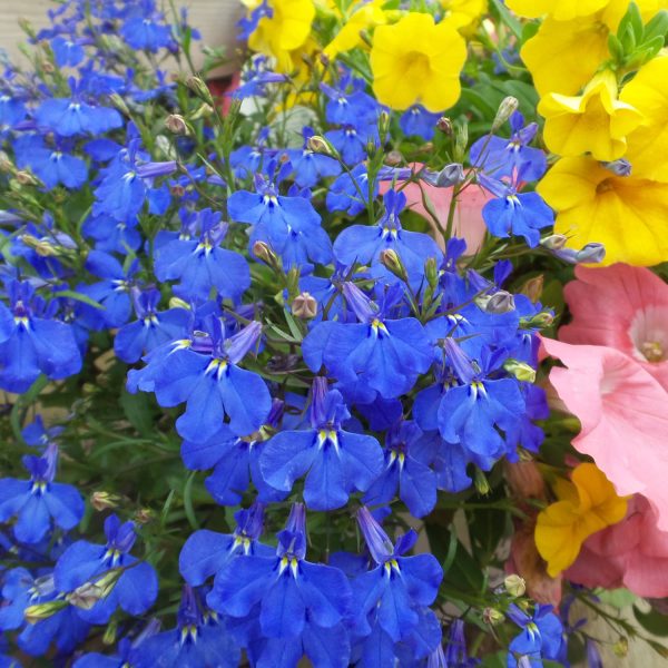 LOBELIA LAGUNA DARK BLUE LOBELIA