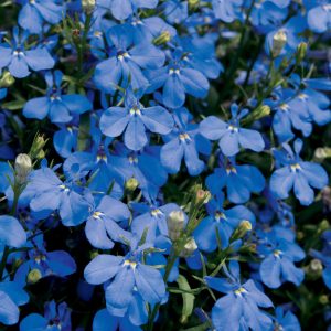 Lobelia