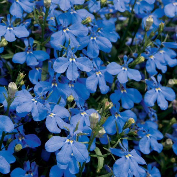 LOBELIA LAGUNA DARK BLUE LOBELIA