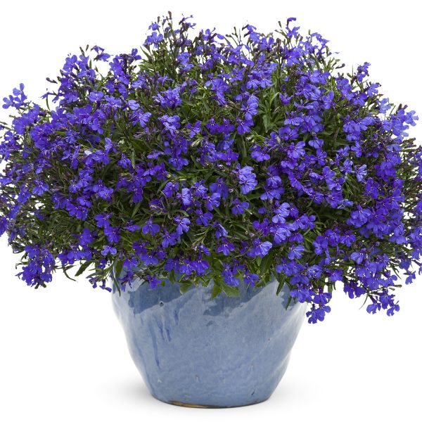 LOBELIA LAGUNA DARK BLUE LOBELIA