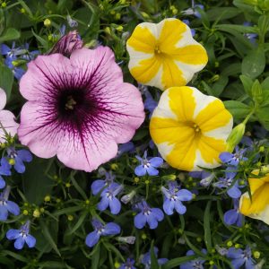 LOBELIA LAGUNA SKY BLUE LOBELIA