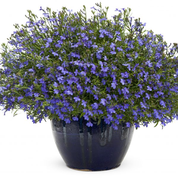 LOBELIA LAGUNA SKY BLUE LOBELIA