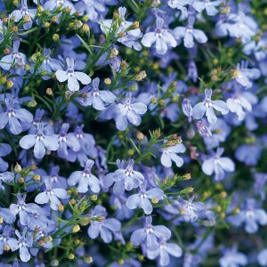 LOBELIA LAGUNA SKY BLUE LOBELIA