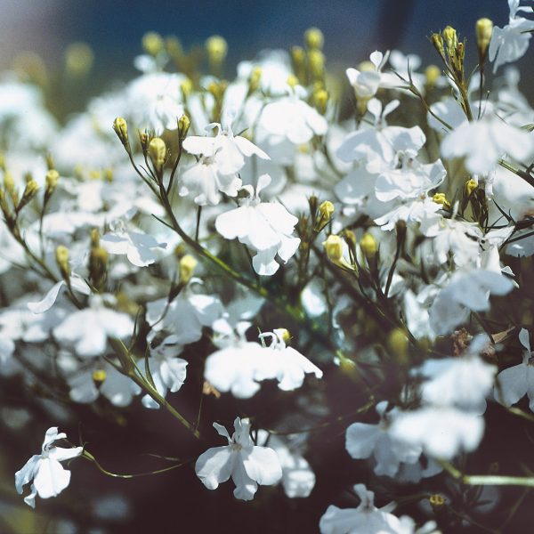 LOBELIA LAGUNA WHITE LOBELIA