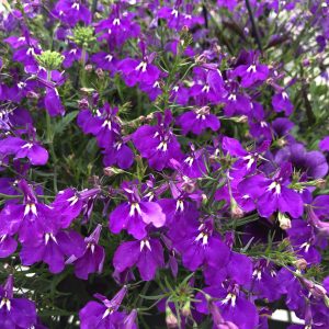 LOBELIA LUCIA ULTRAVIOLET LOBELIA