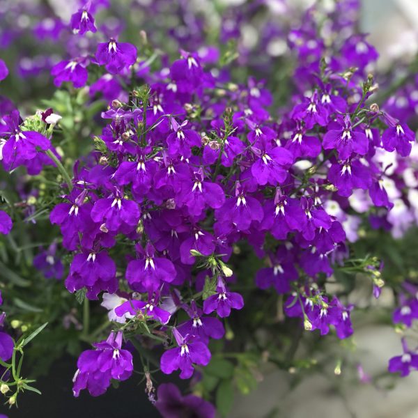 LOBELIA LUCIA ULTRAVIOLET LOBELIA