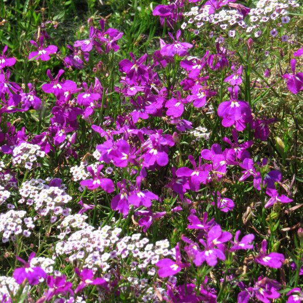 LOBELIA LUCIA ULTRAVIOLET LOBELIA