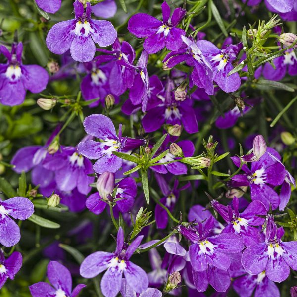 LOBELIA LUCIA ULTRAVIOLET LOBELIA