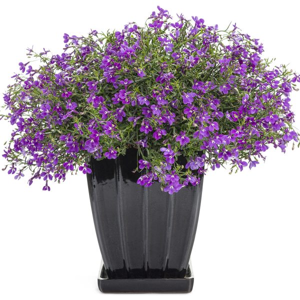 LOBELIA LUCIA ULTRAVIOLET LOBELIA