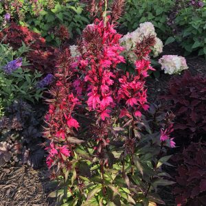 LOBELIA STARSHIP DEEP ROSE CARDINAL FLOWER