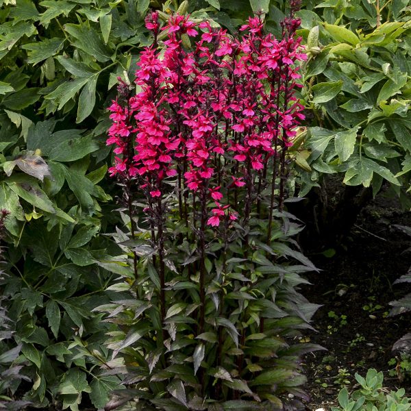 LOBELIA STARSHIP DEEP ROSE CARDINAL FLOWER