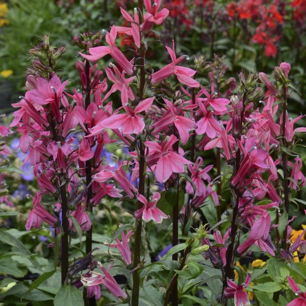 LOBELIA STARSHIP DEEP ROSE CARDINAL FLOWER