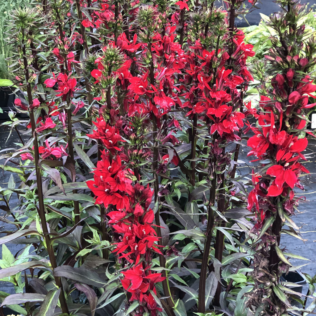 Lobelia Vulcan Red Buy Cardinal Flower Perennials Online