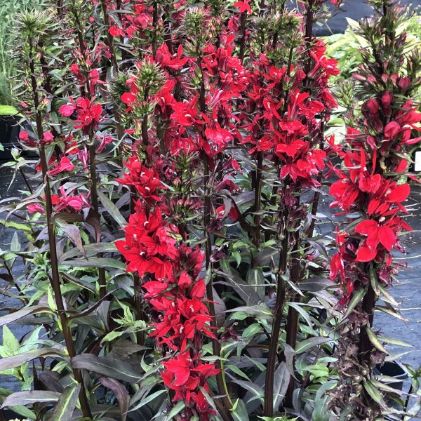 LOBELIA VULCAN RED CARDINAL FLOWER