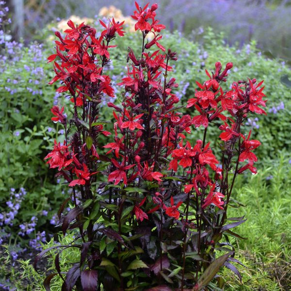 LOBELIA VULCAN RED CARDINAL FLOWER