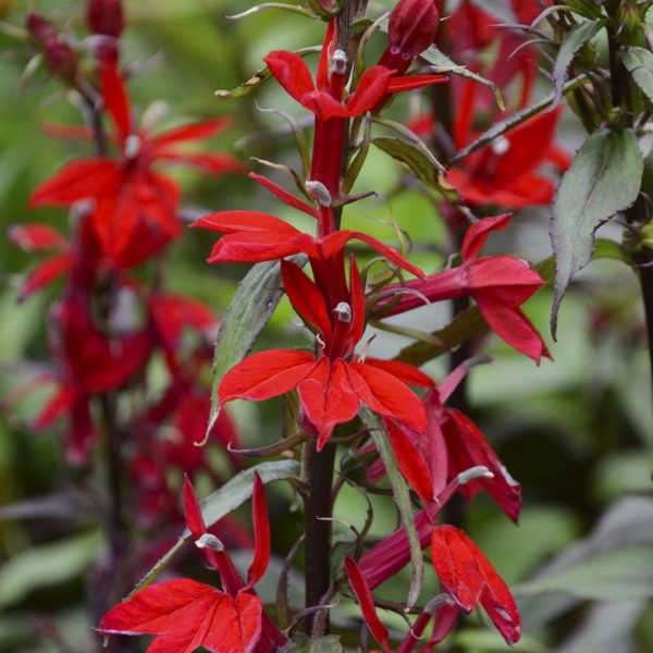 LOBELIA VULCAN RED CARDINAL FLOWER