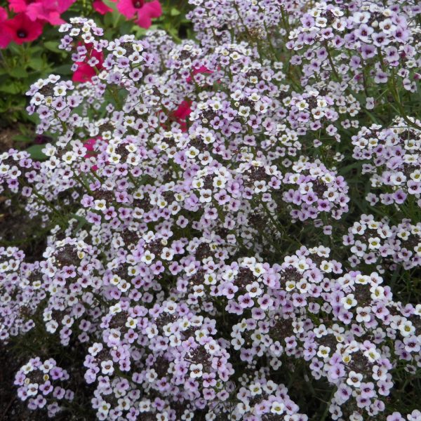 LOBULARIA BLUSHING PRINCESS SWEET ALYSSUM