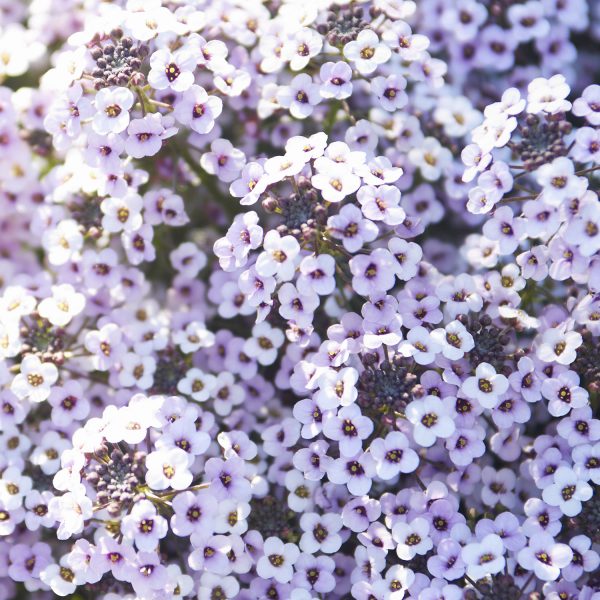 LOBULARIA BLUSHING PRINCESS SWEET ALYSSUM