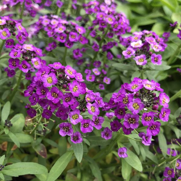 LOBULARIA DARK KNIGHT SWEET ALYSSUM