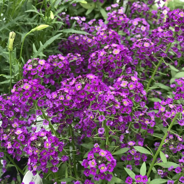 LOBULARIA DARK KNIGHT SWEET ALYSSUM