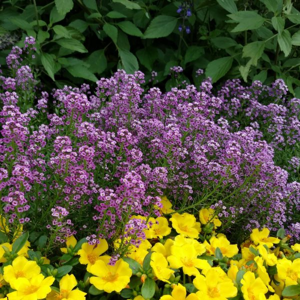 LOBULARIA DARK KNIGHT SWEET ALYSSUM