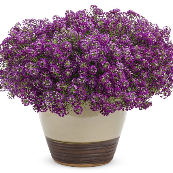 LOBULARIA DARK KNIGHT SWEET ALYSSUM