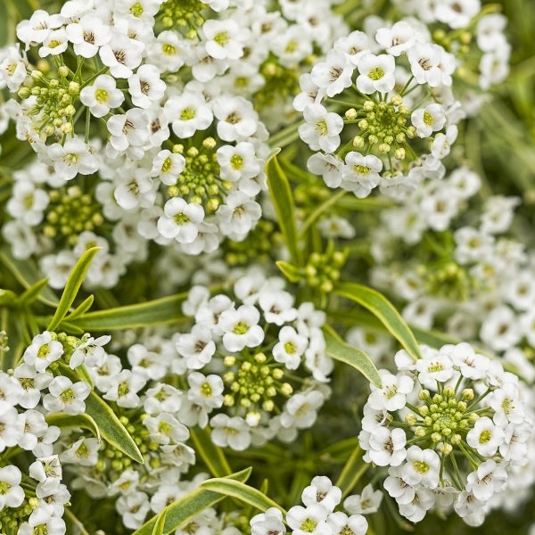 LOBULARIA FROSTY KNIGHT SWEET ALYSSUM