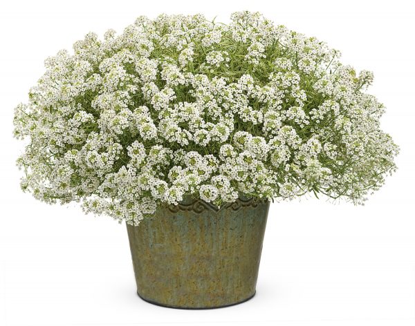 LOBULARIA FROSTY KNIGHT SWEET ALYSSUM