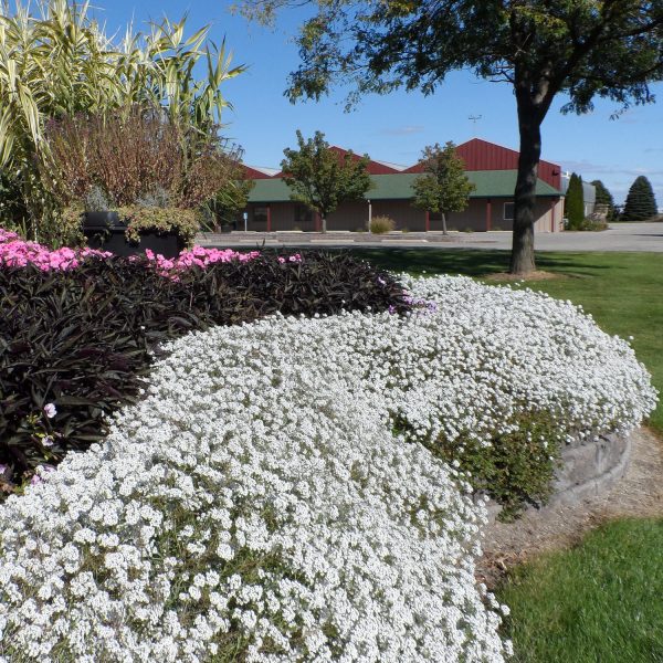 LOBULARIA SNOW PRINCESS SWEET ALYSSUM