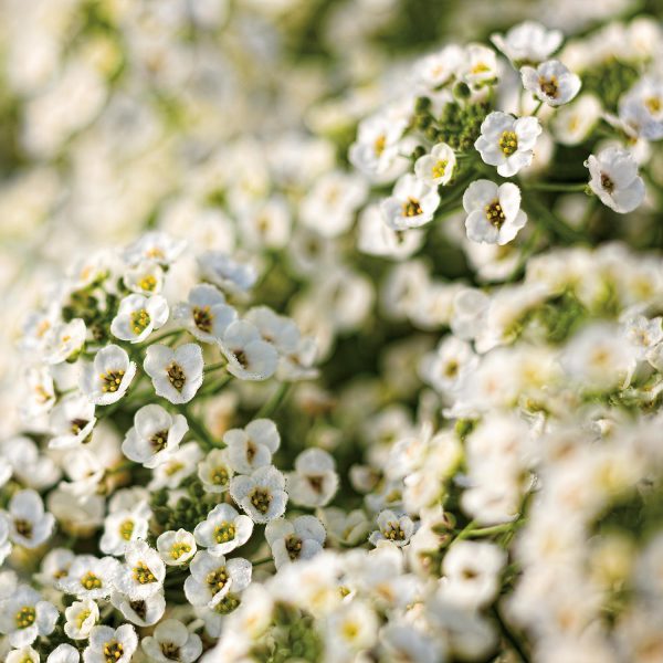 LOBULARIA SNOW PRINCESS SWEET ALYSSUM