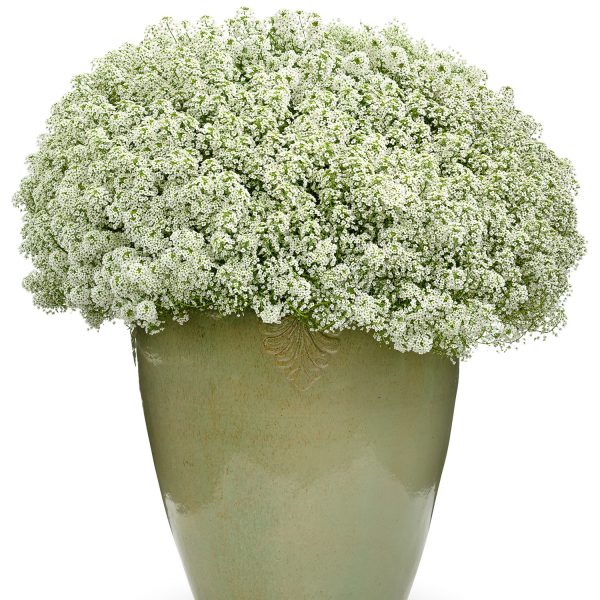 LOBULARIA SNOW PRINCESS SWEET ALYSSUM