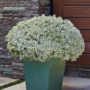 LOBULARIA WHITE KNIGHT SWEET ALYSSUM