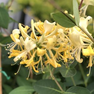 Honeysuckle - Lonicera