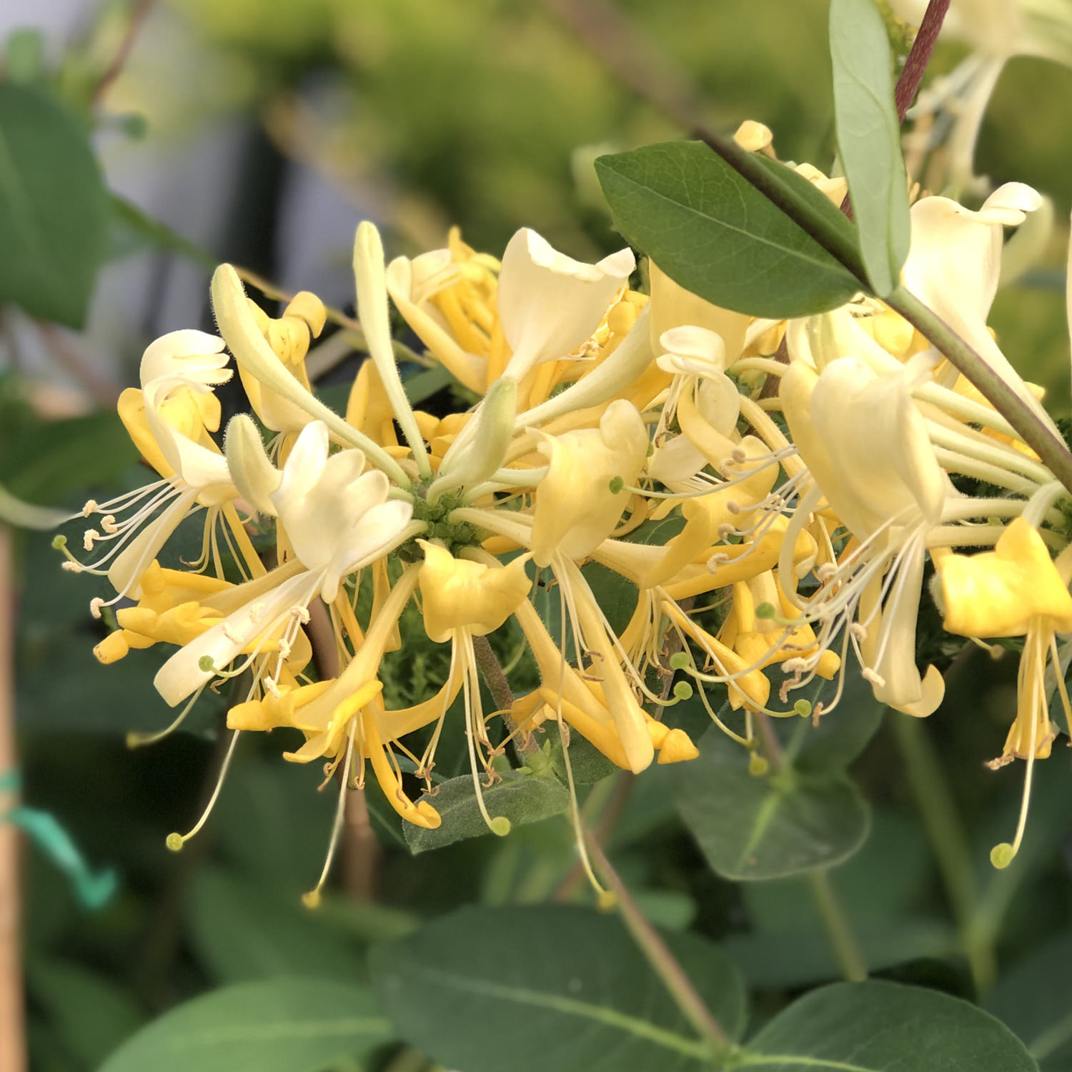 Lonicera Scentsation - Buy Honey Suckle Shrubs Online