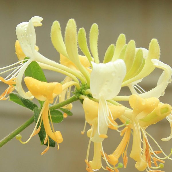 LONICERA SCENTSATION HONEYSUCKLE