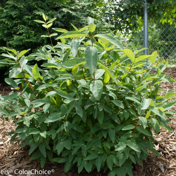 LONICERA SUGAR MOUNTAIN BLUE HONEYSUCKLE