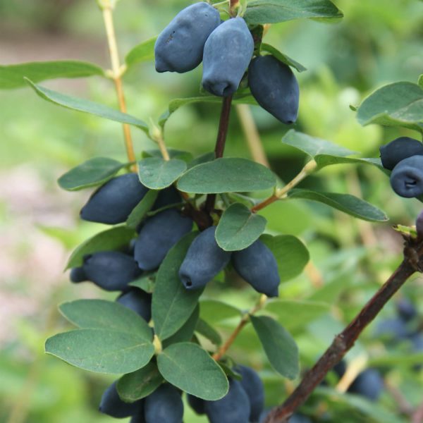 LONICERA YEZBERRY HONEY BUNCH JAPANESE HASKAP