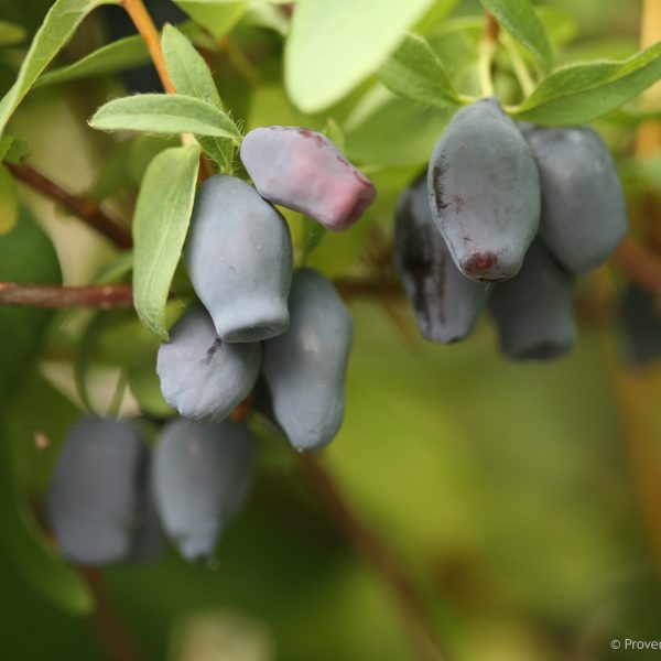 LONICERA YEZBERRY MAXIE JAPANESE HASKAP