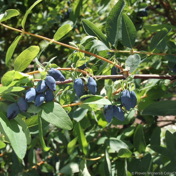 LONICERA YEZBERRY MAXIE JAPANESE HASKAP