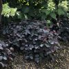 LOROPETALUM JAZZ HANDS BOLD CHINESE FRINGE FLOWER