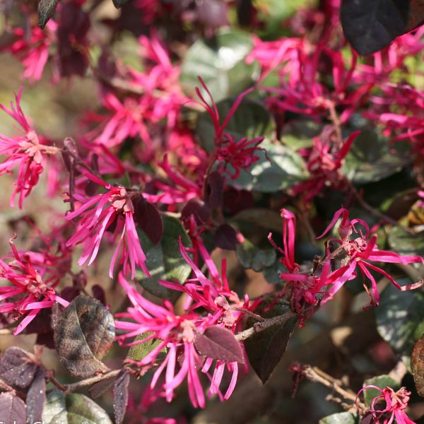 LOROPETALUM JAZZ HANDS BOLD CHINESE FRINGE FLOWER