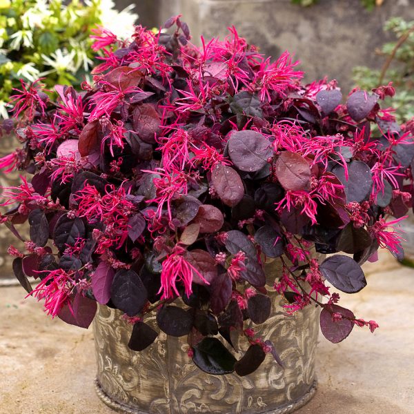 LOROPETALUM JAZZ HANDS BOLD CHINESE FRINGE FLOWER