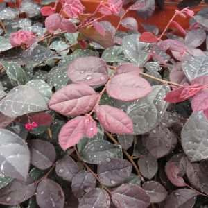 LOROPETALUM JAZZ HANDS DWARF PINK CHINESE FRINGE FLOWER