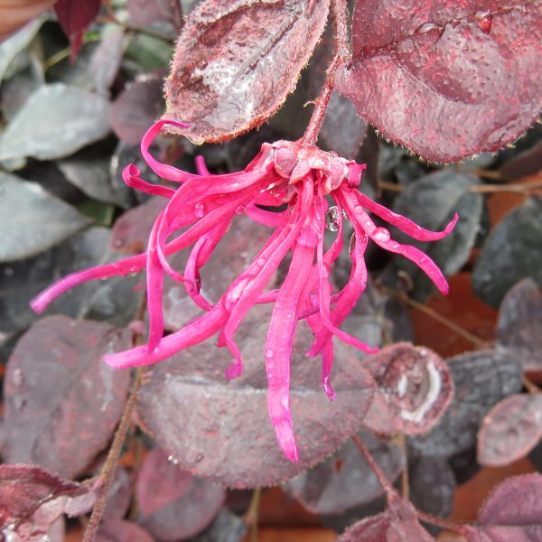 LOROPETALUM JAZZ HANDS DWARF PINK CHINESE FRINGE FLOWER