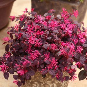 Chinese Fringe Flower - Loropetalum