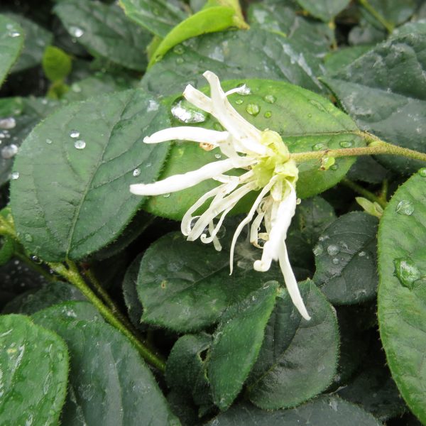 LOROPETALUM JAZZ HANDS DWARF WHITE CHINESE FRINGE FLOWER