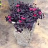 LOROPETALUM JAZZ HANDS MINI CHINESE FRINGE FLOWER