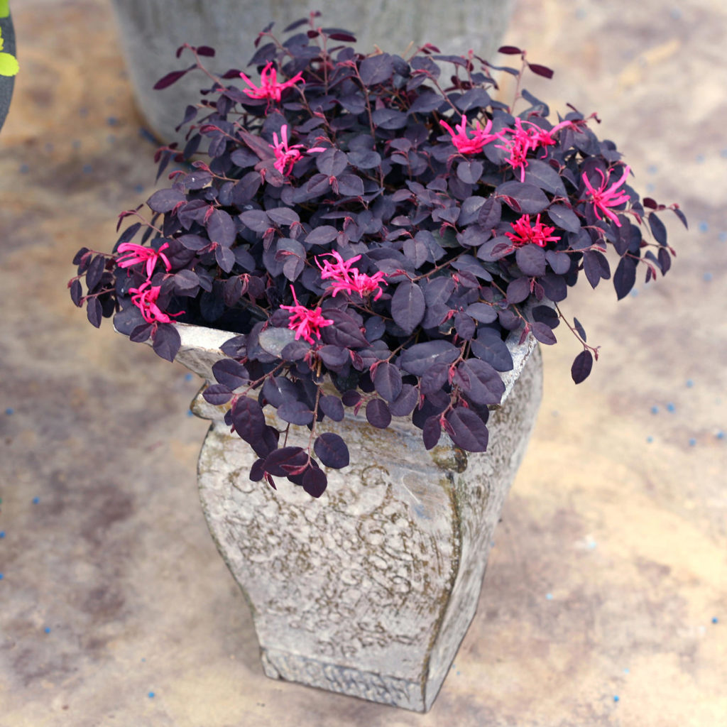 LOROPETALUM JAZZ HANDS MINI CHINESE FRINGE FLOWER