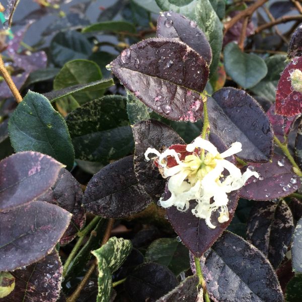 LOROPETALUM JAZZ HANDS NIGHT MOVES CHINESE FRINGE FLOWER