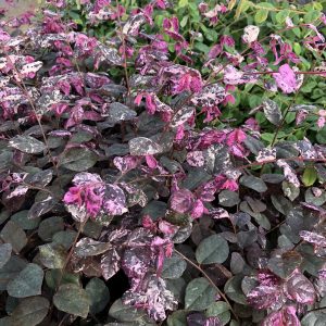 LOROPETALUM JAZZ HANDS VARIEGATED CHINESE FRINGE FLOWER